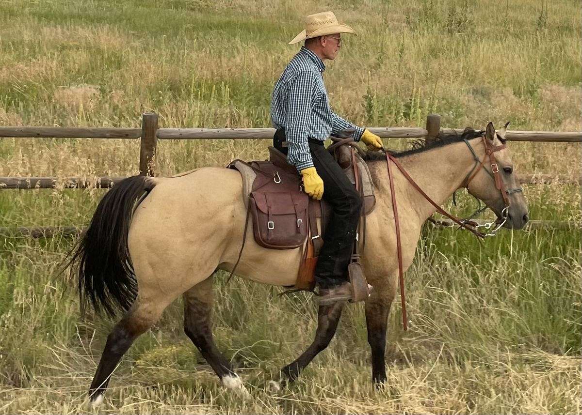 Quartered Rodeo 14 Year Old Quarter Horse; Rodeo, Trails, Ranch