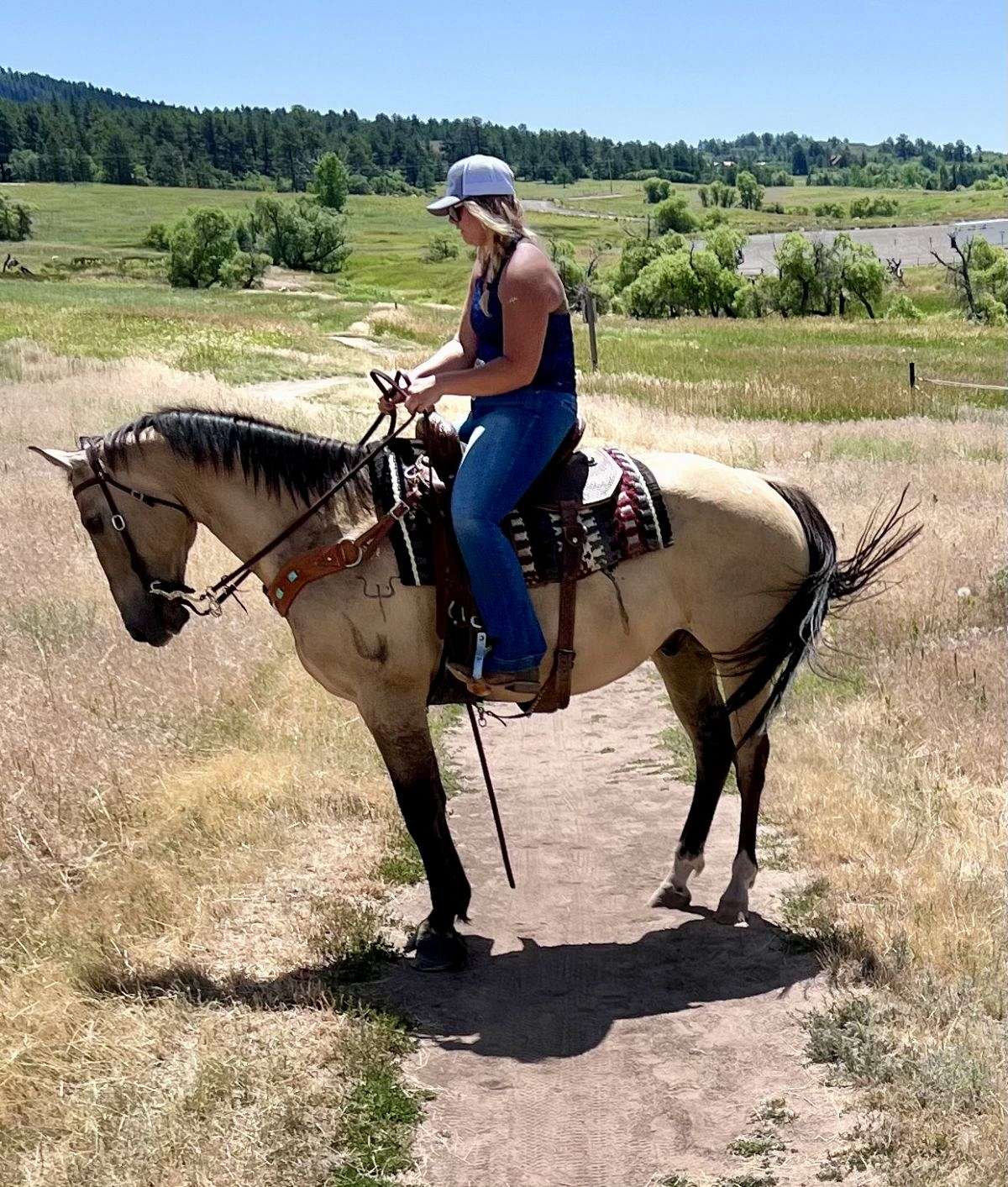 Quartered Rodeo 14 Year Old Quarter Horse; Rodeo, Trails, Ranch