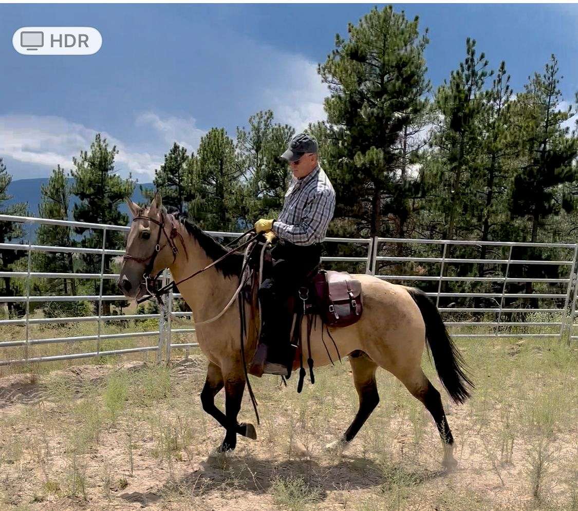 Quartered Rodeo 14 Year Old Quarter Horse; Rodeo, Trails, Ranch
