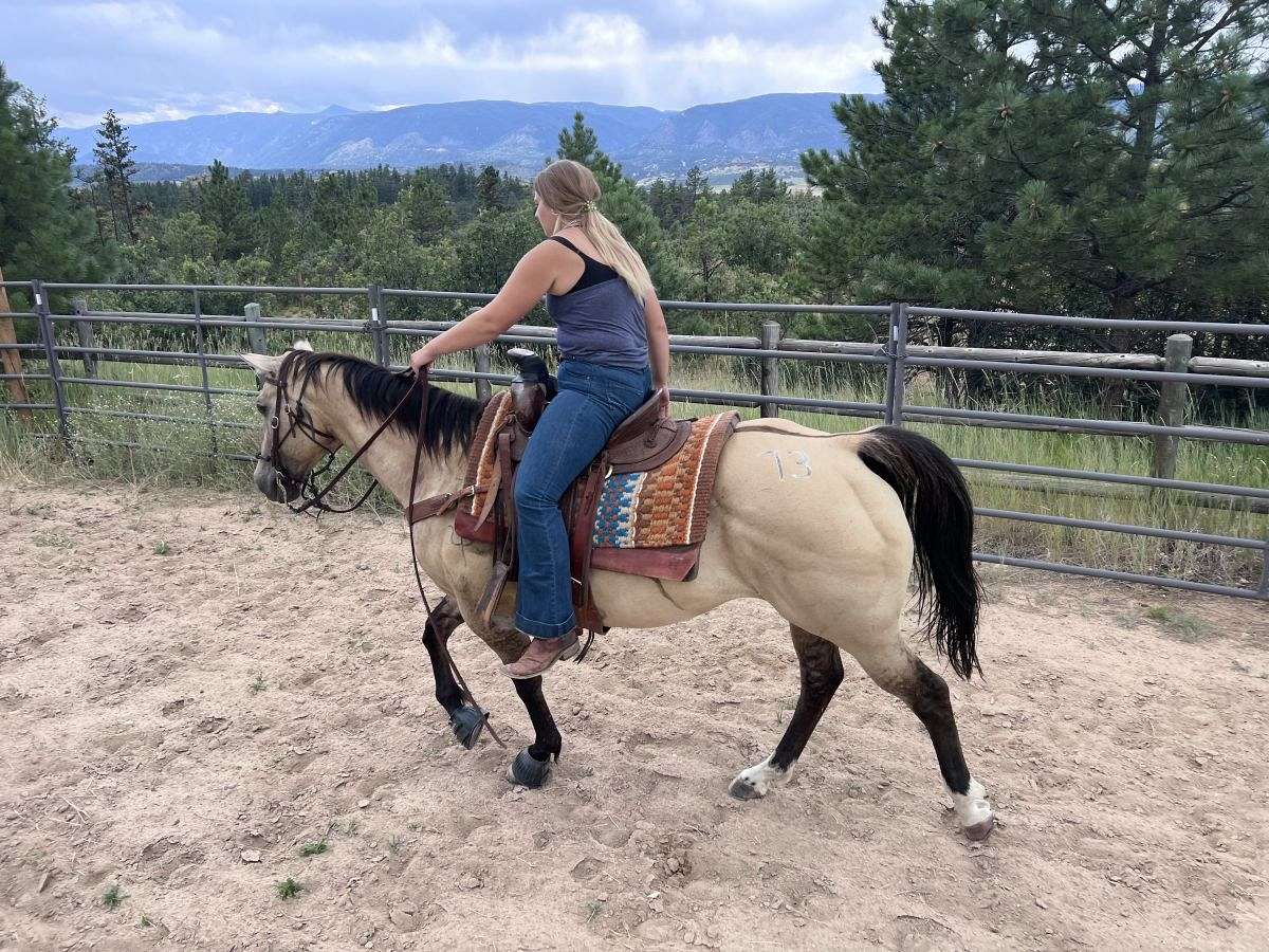 Quartered Rodeo 14 Year Old Quarter Horse; Rodeo, Trails, Ranch
