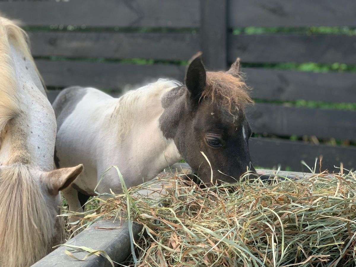 Mini Filly Blue Roan Pinto Filly