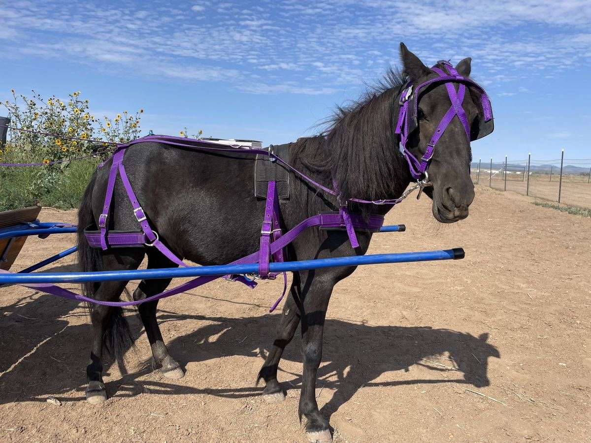 2022 AMHR Mare, Champion Bloodlines