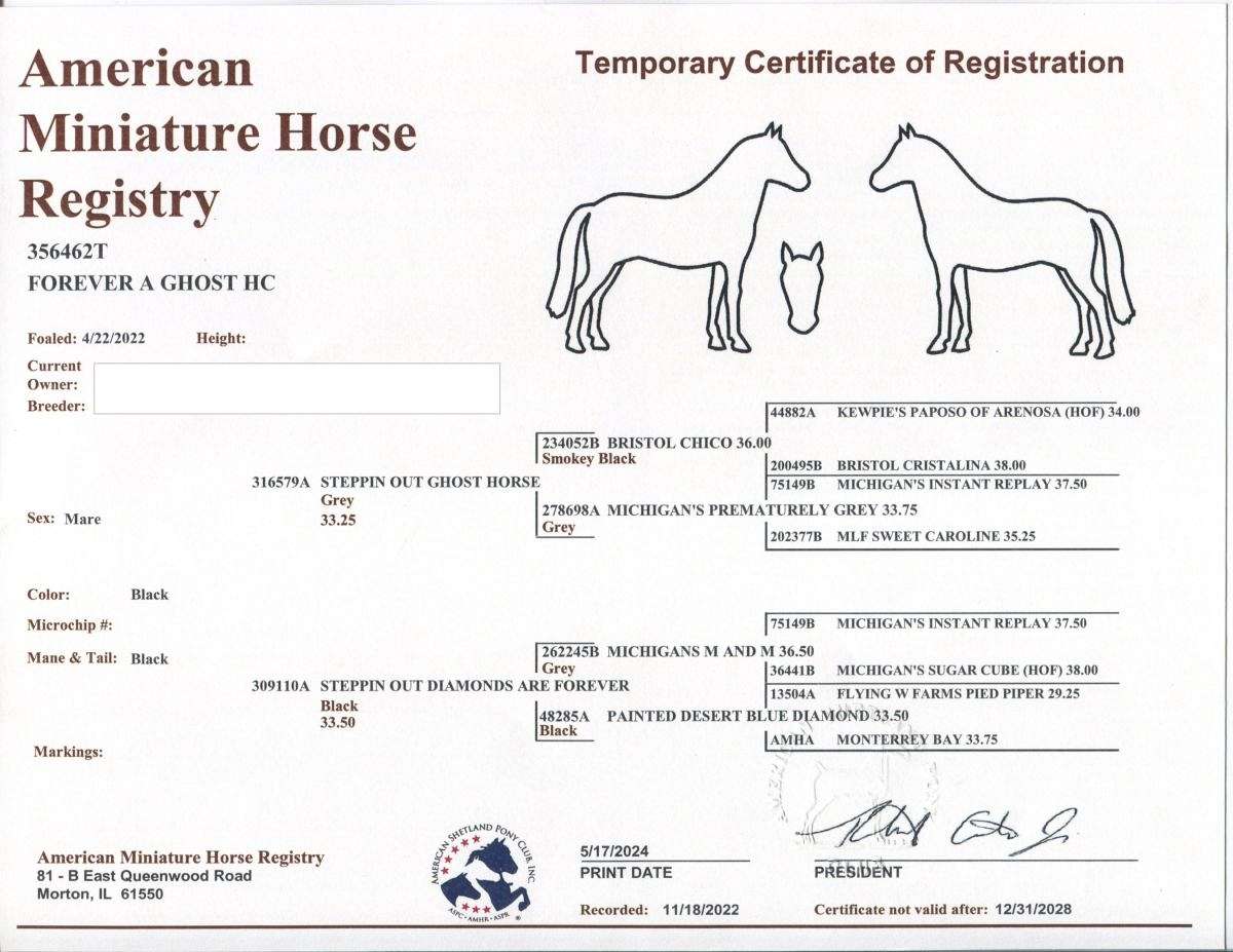 2022 AMHR Mare, Champion Bloodlines