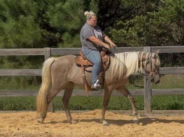 3 Yr Old Chocolate Rocky Mountain Gelding
