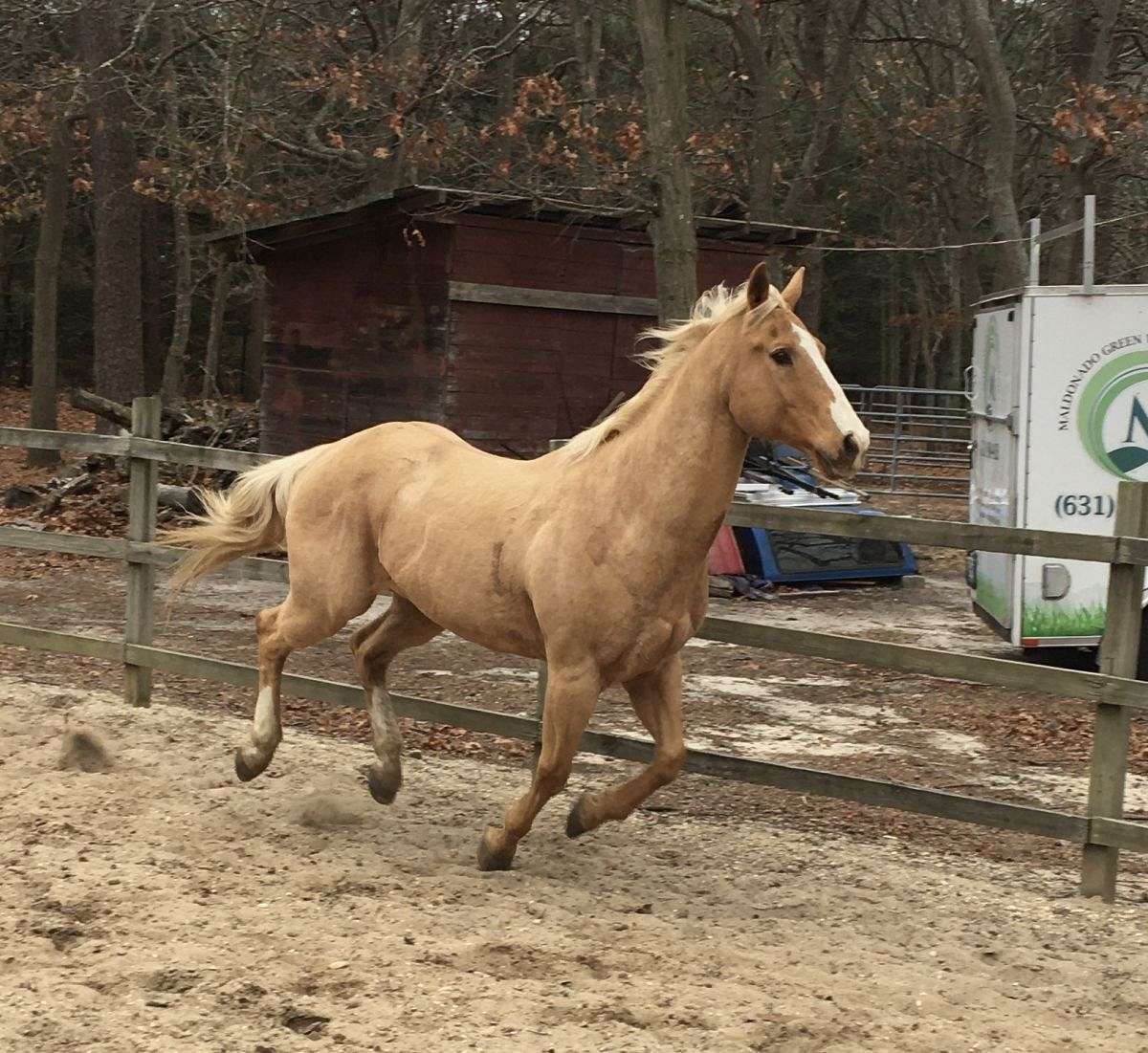 American Quarter Horse