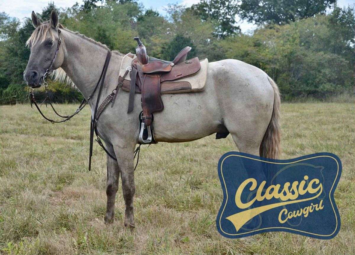 Outstanding Tennessee Walking Horse Gelding