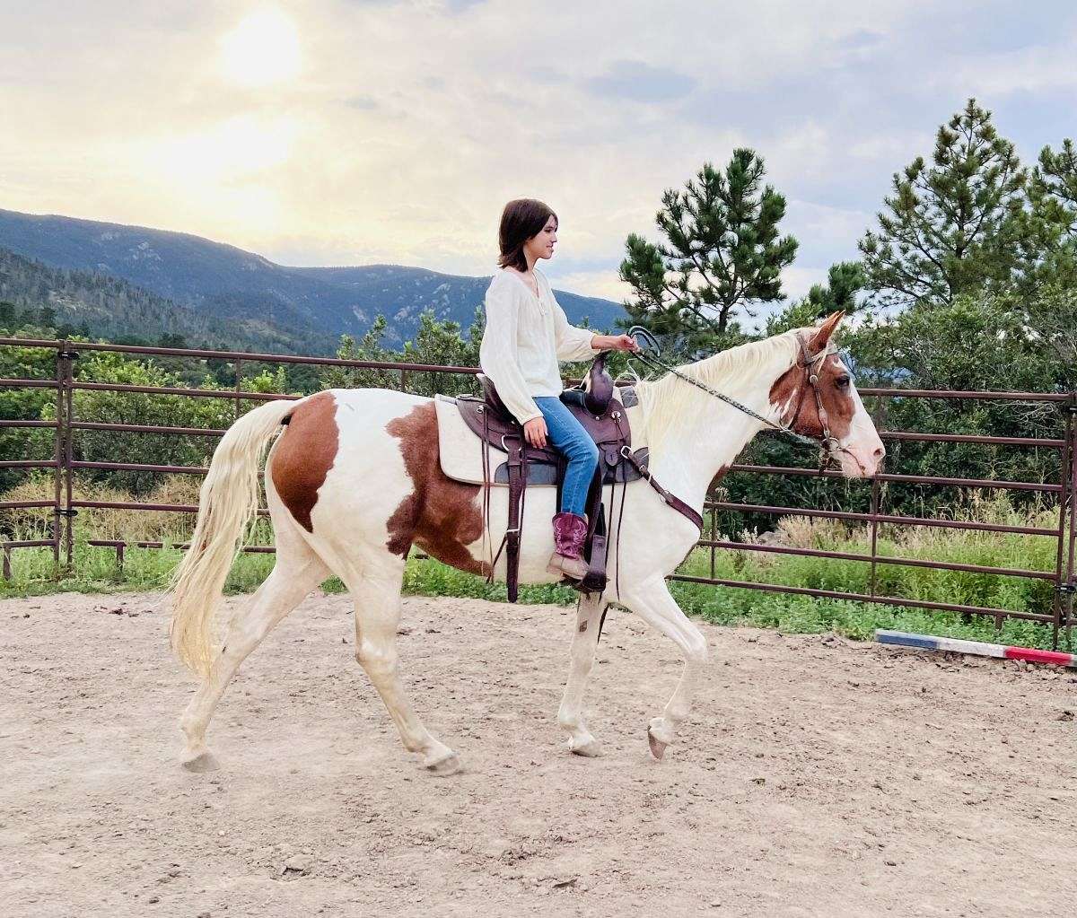 Beginner Safe Trail Horse
