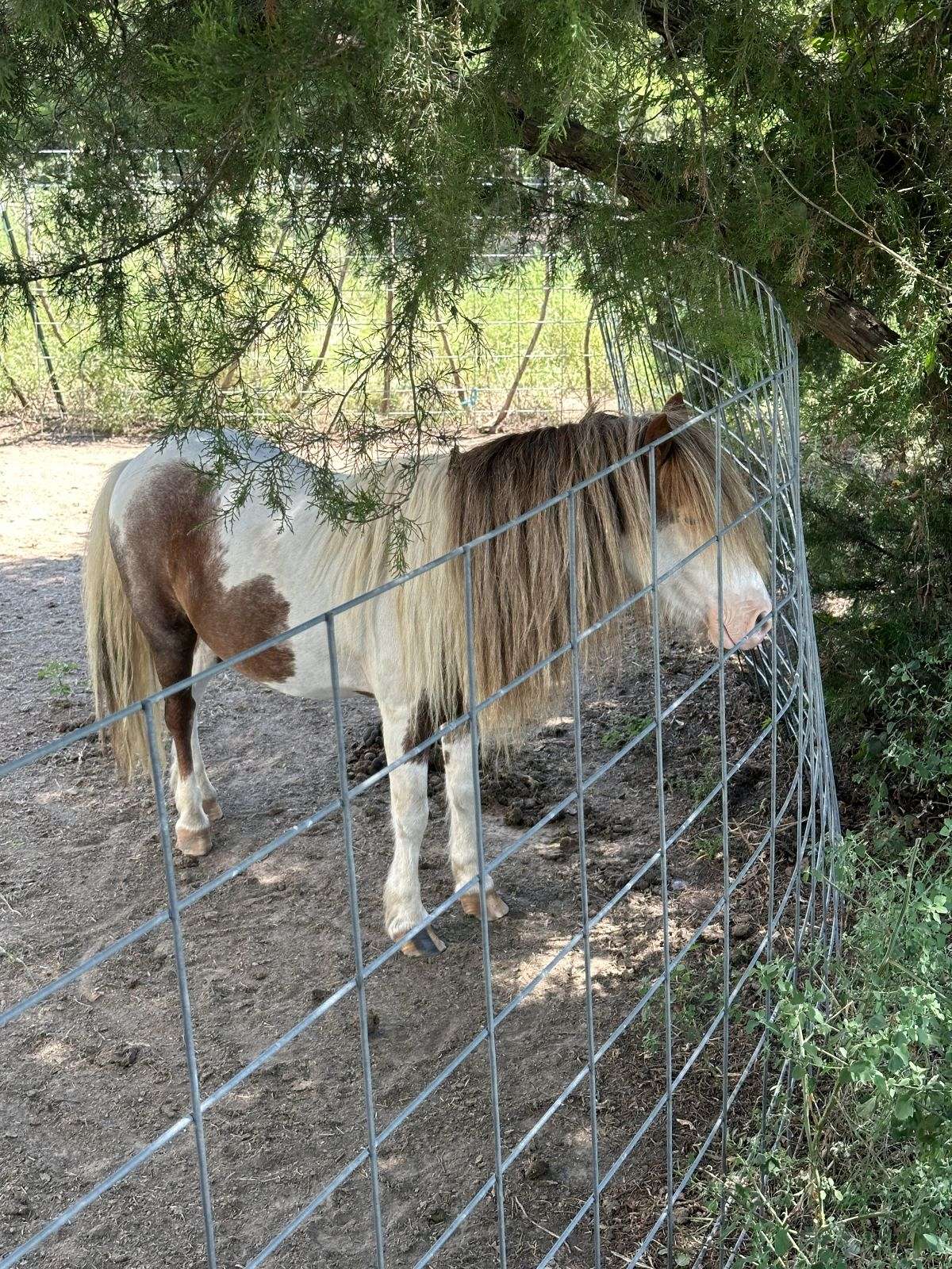 Mini Stallion Rim Sierra- Red and White Roan Mini