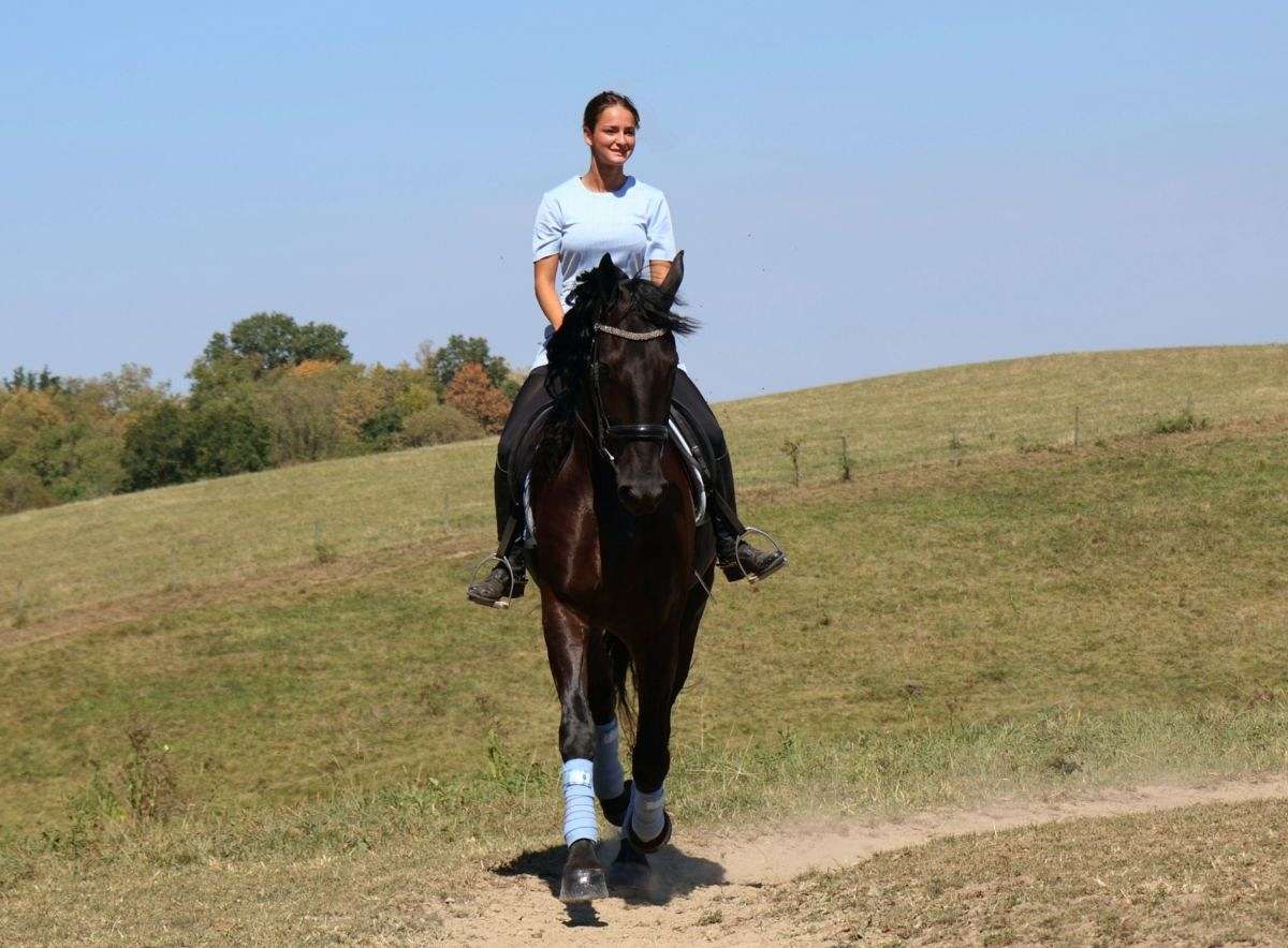 Dressage, Trail Riding, Driving Friesian Sport Horse