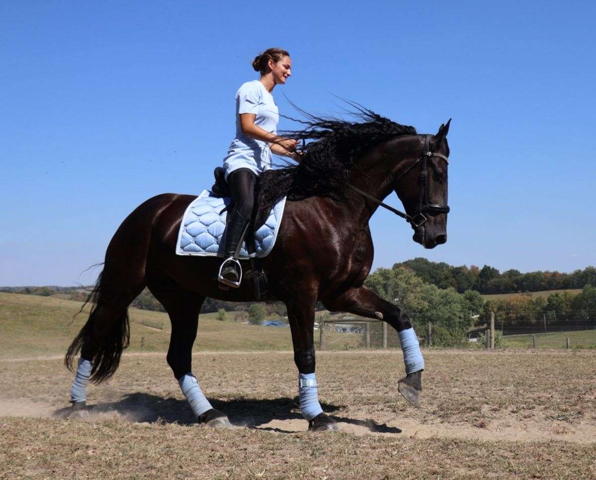 Dressage, Trail Riding, Driving Friesian Sport Horse