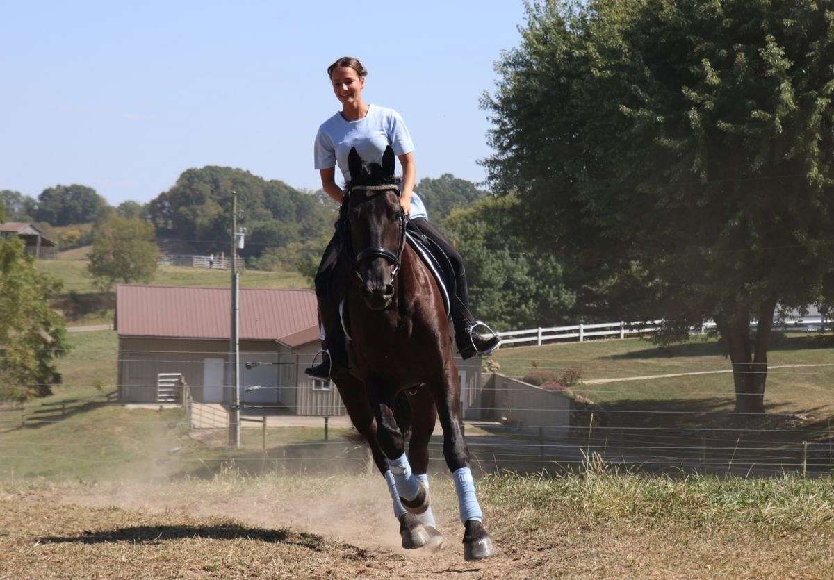 Dressage, Trail Riding, Driving Friesian Sport Horse