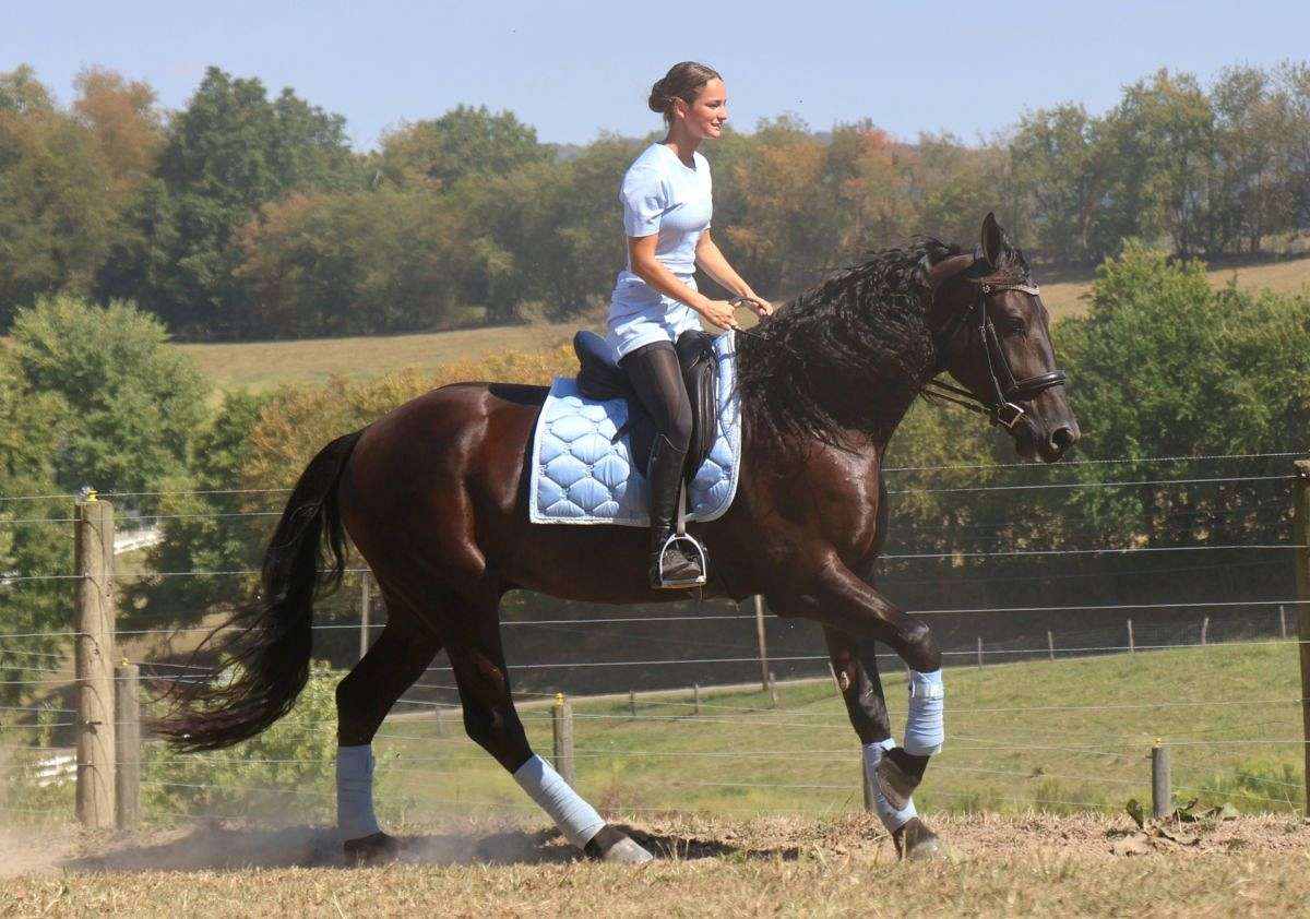 Dressage, Trail Riding, Driving Friesian Sport Horse