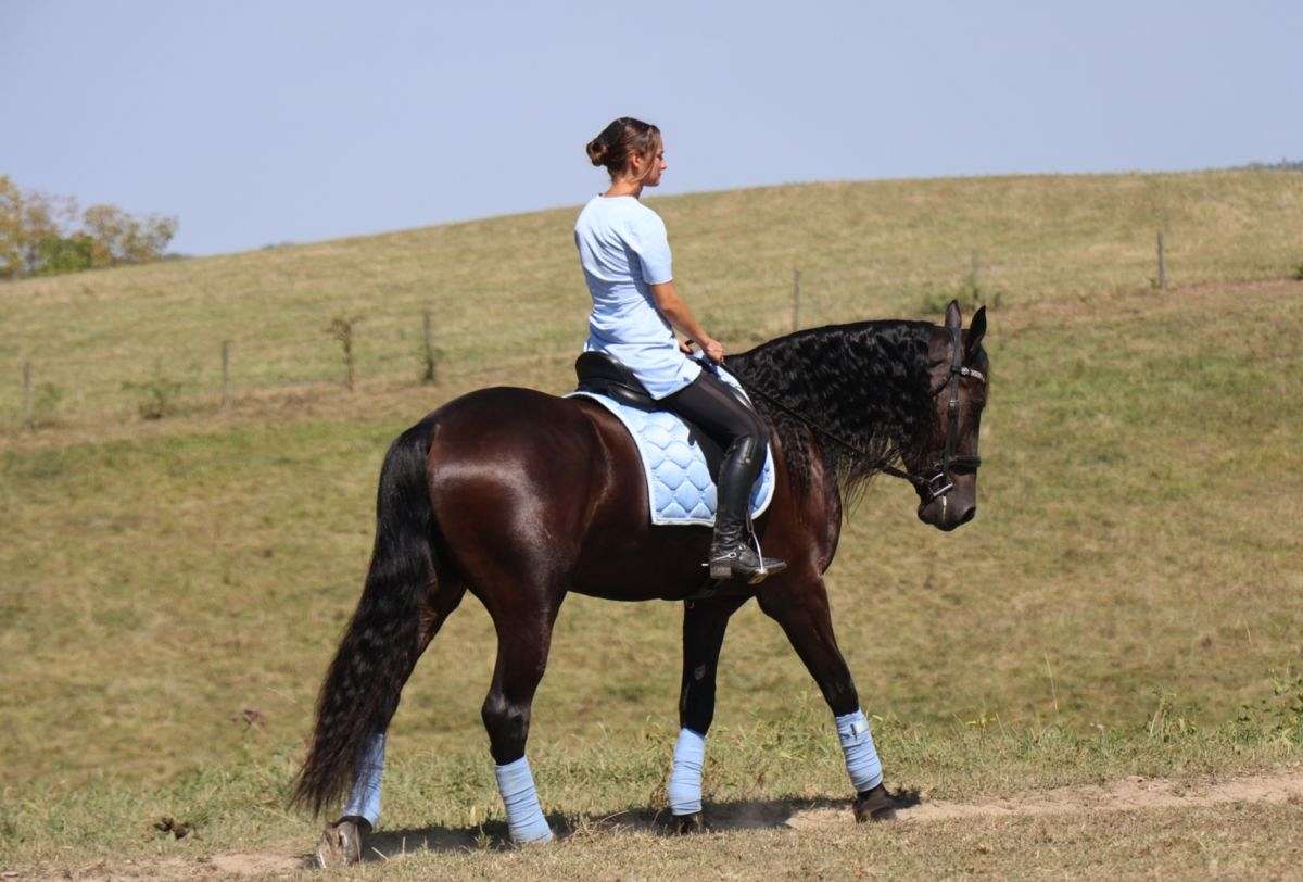Dressage, Trail Riding, Driving Friesian Sport Horse