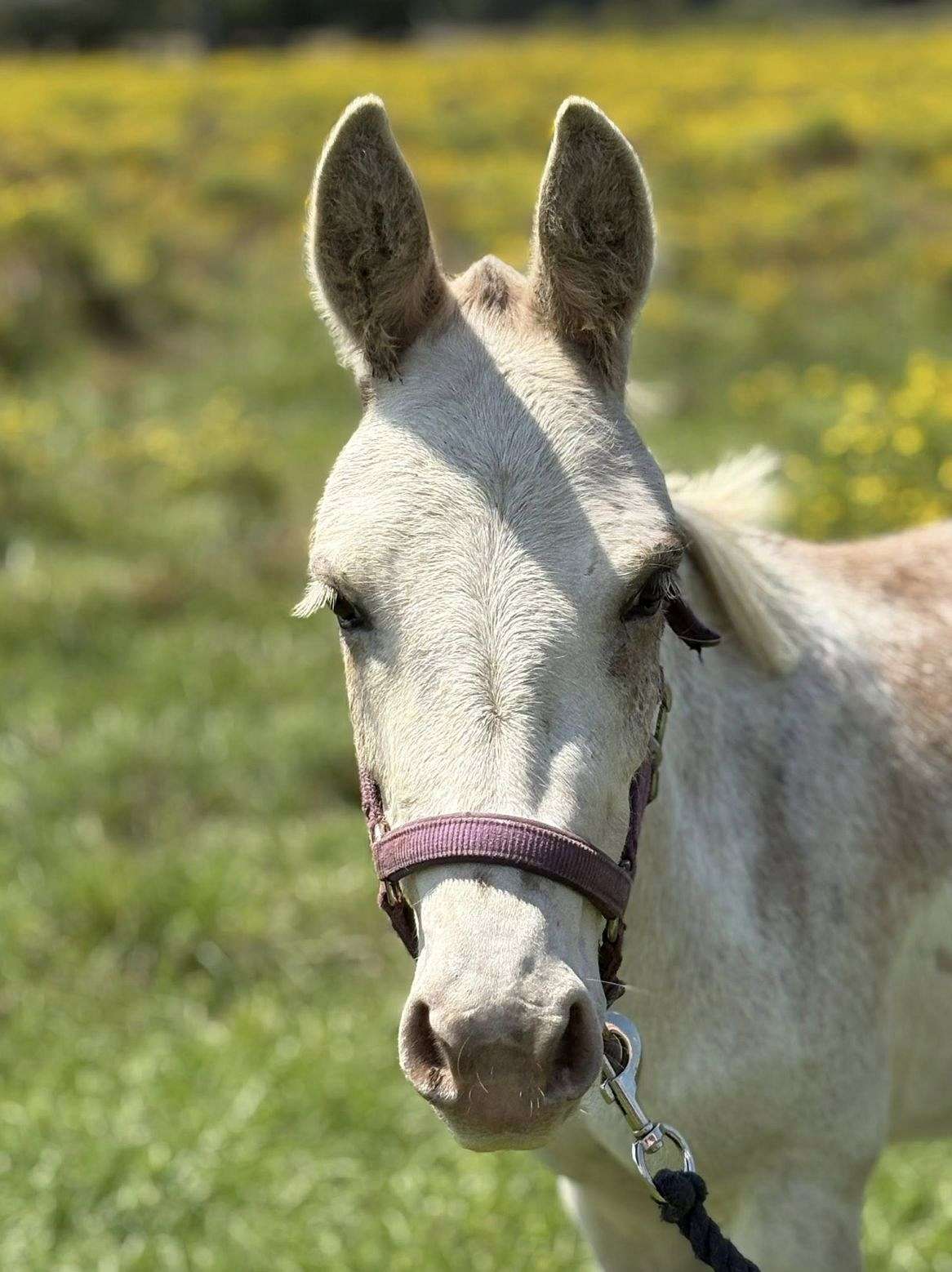 Flashy Leadline Rideable Mini Mule