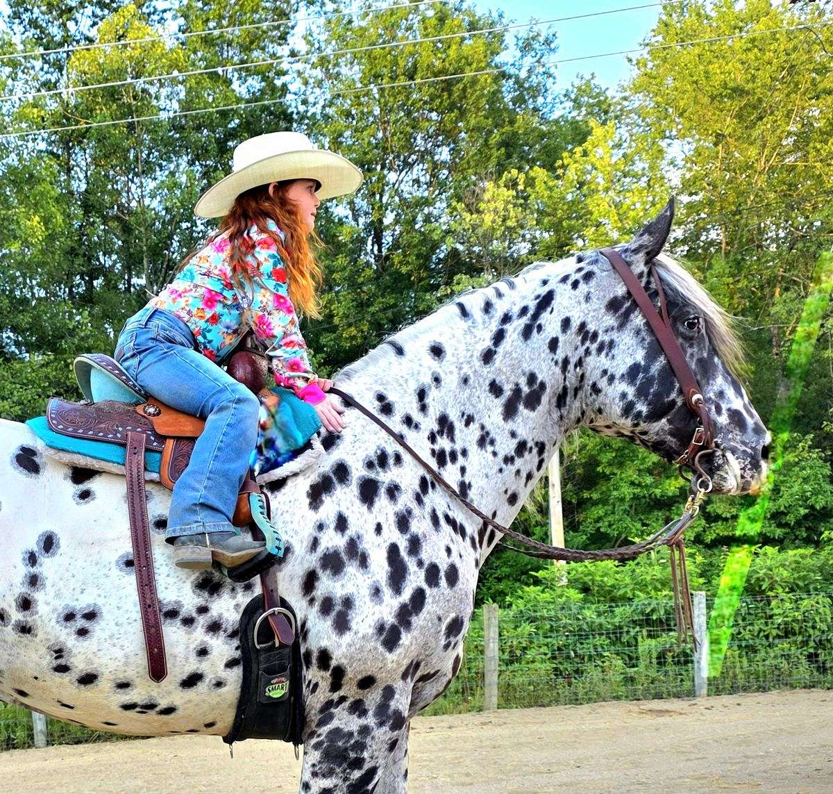 Coyote - an Absolute Unicorn 5 Yr Old Leopard Appaloosa Gelding!