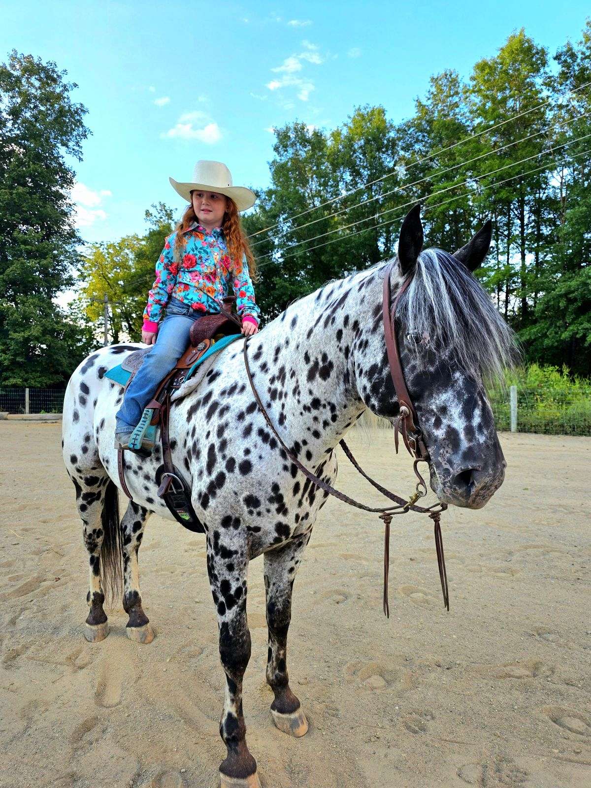 Coyote - an Absolute Unicorn 5 Yr Old Leopard Appaloosa Gelding!