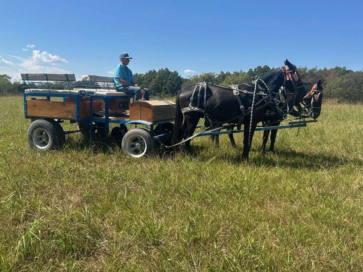 Walking Horses Ride and Drive Gentle - Rosco and Rex