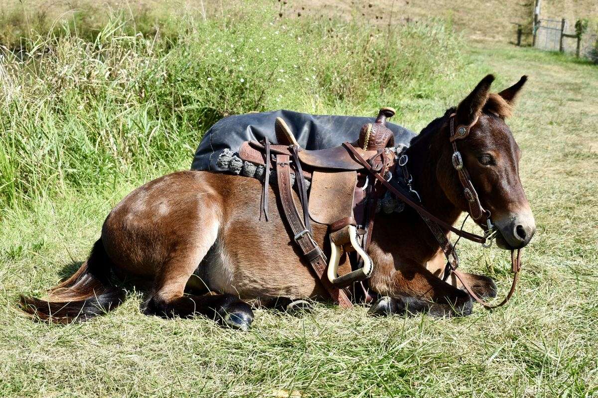 Small in Size, Big in Personality