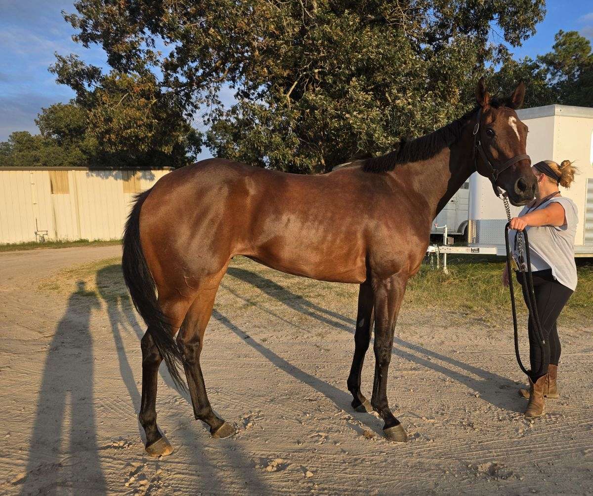 3yo 15.3hh Thoroughbred Mare, Super Quiet