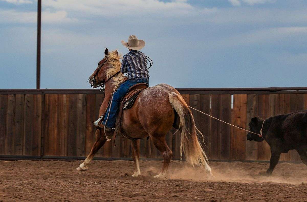 Quartered Rodeo Wagon Train - Exceptional Ranch & Roping Horse 5 yo Red Roan AQHA Gelding!