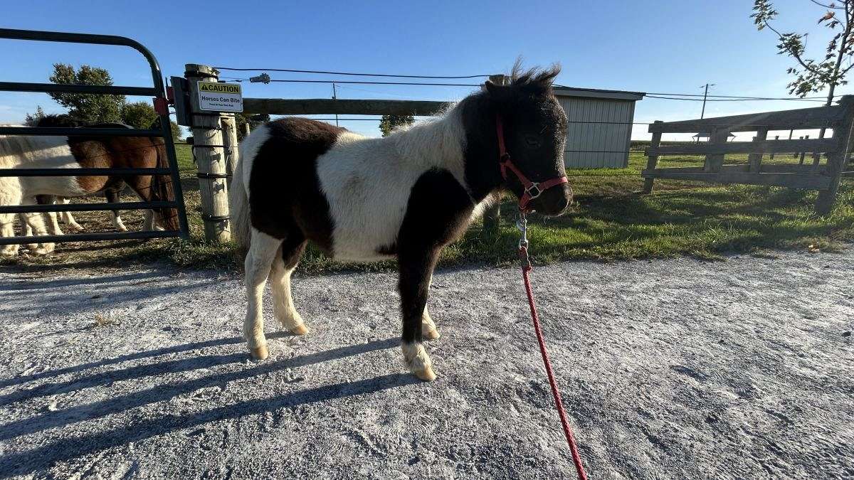 Mini Filly Bella, Adorable Mini Filly for Sale
