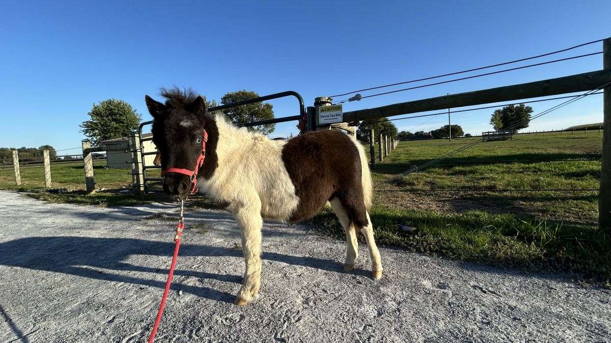 Mini Filly Bella, Adorable Mini Filly for Sale