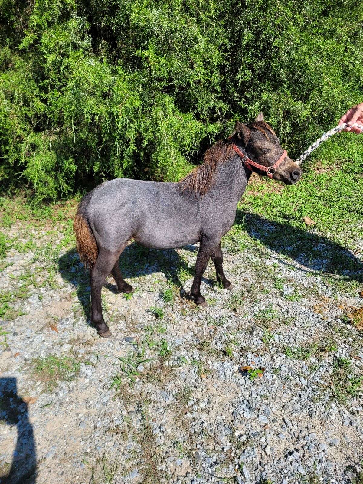Mini Filly 2025 Miniature Weanling Appaloosa Filly