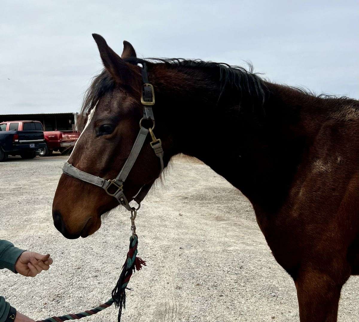 Irish Sporthorse Mare by Pairadox Cassanova
