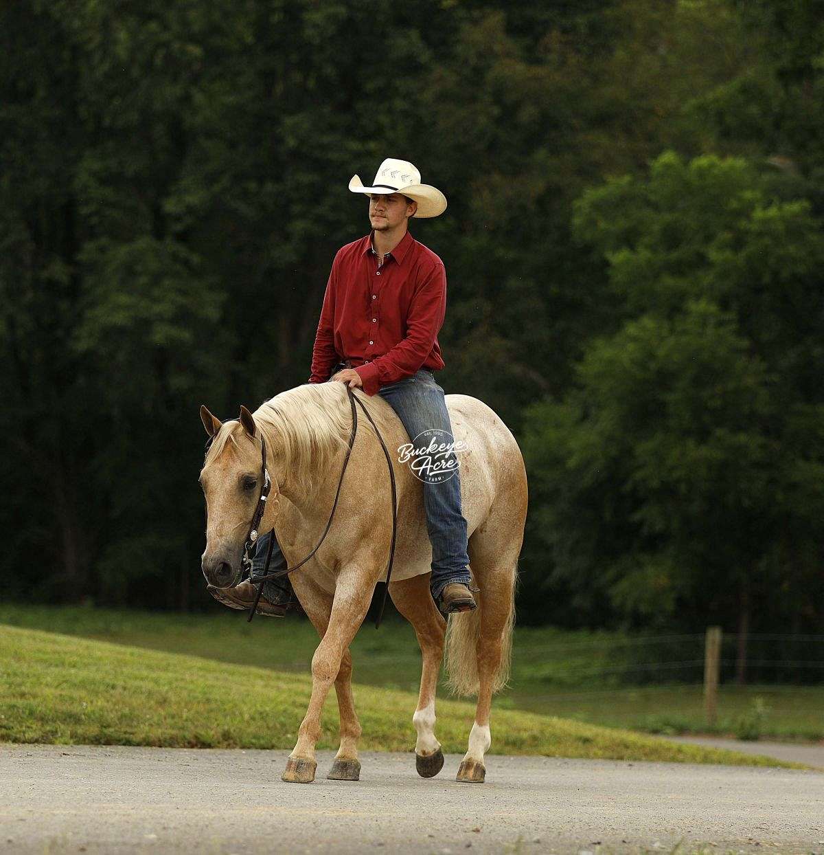 Meet Badge, an Outstanding Individual |6 Yr |14.2 Hands | Palomino Roan