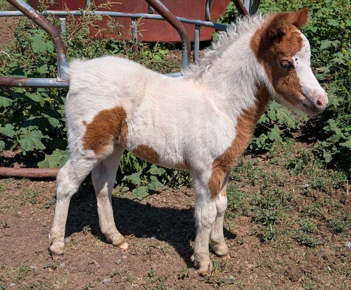 Mini Filly 2025 Sorrel Pinto Mini Filly With Blue Eyes
