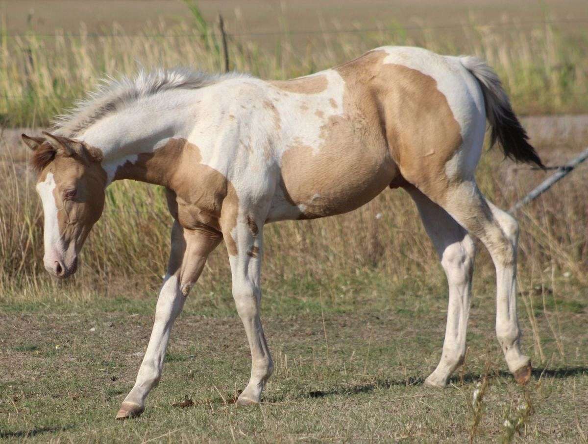 Champagne Homozygous Tobiano Gelding