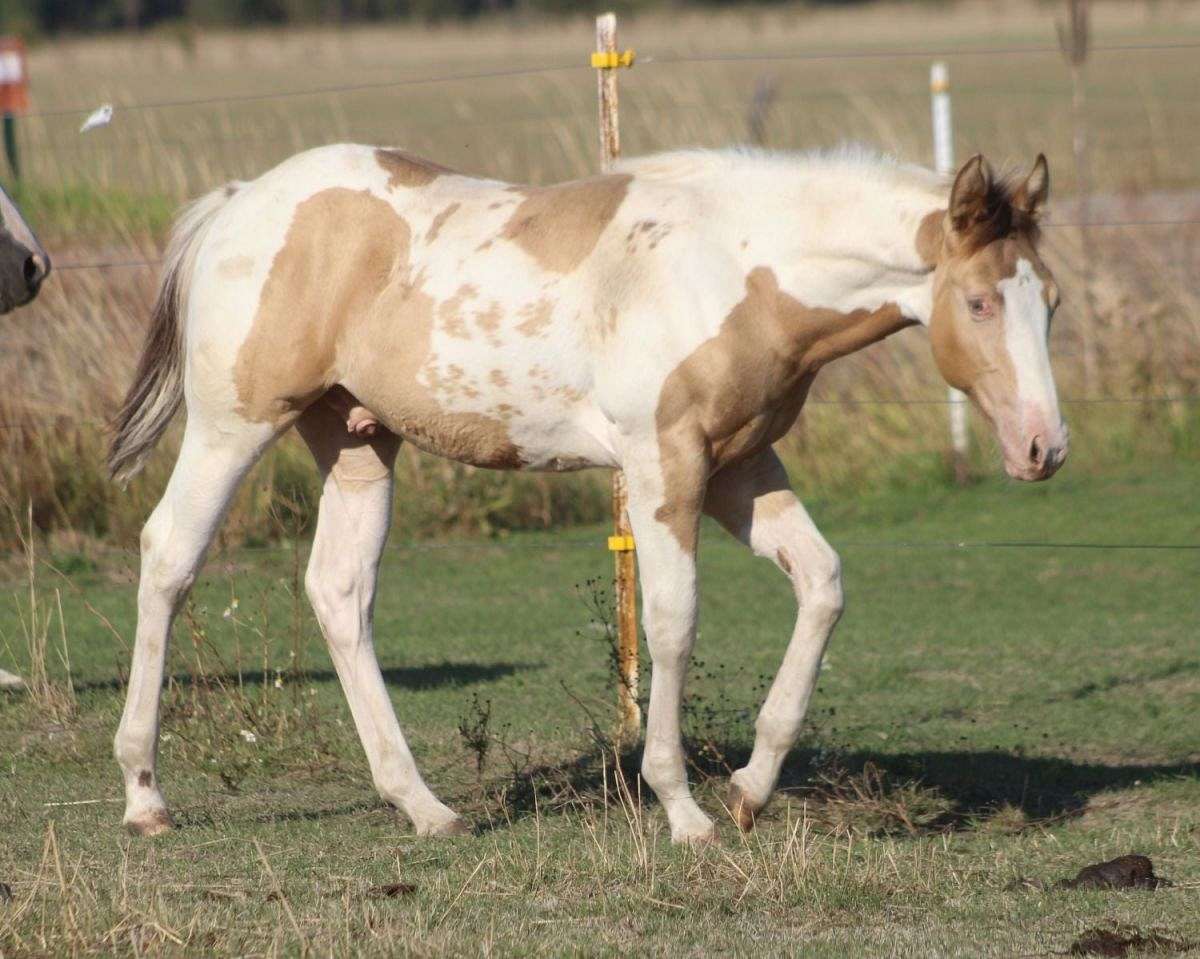 Champagne Homozygous Tobiano Gelding