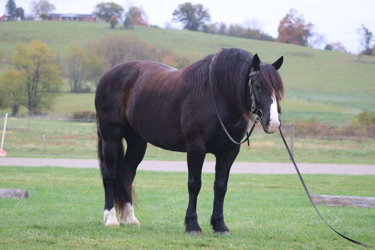 Hershey