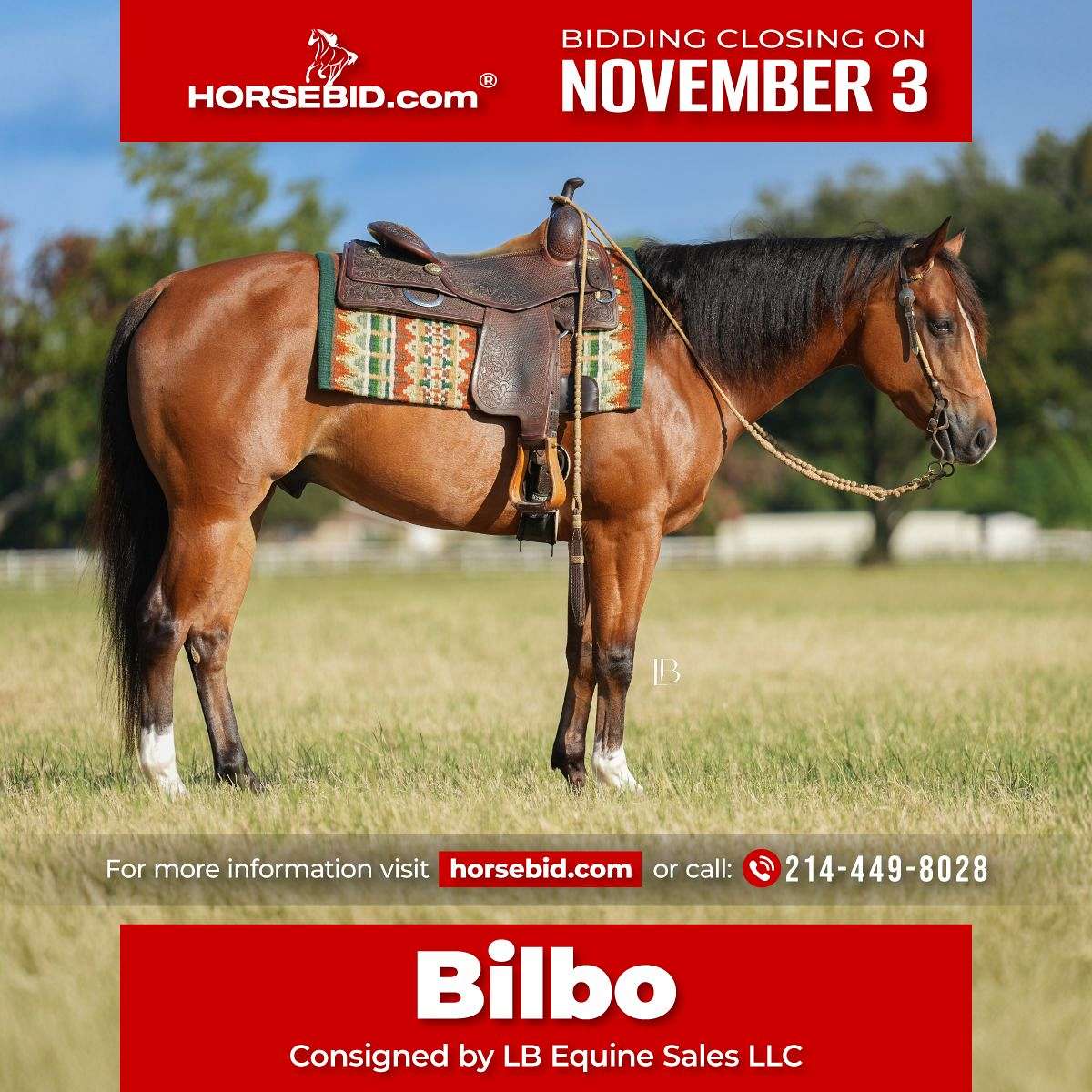 Bilbo - the Definition of Tried & True 5 yo Bay AQHA/APHA Gelding!