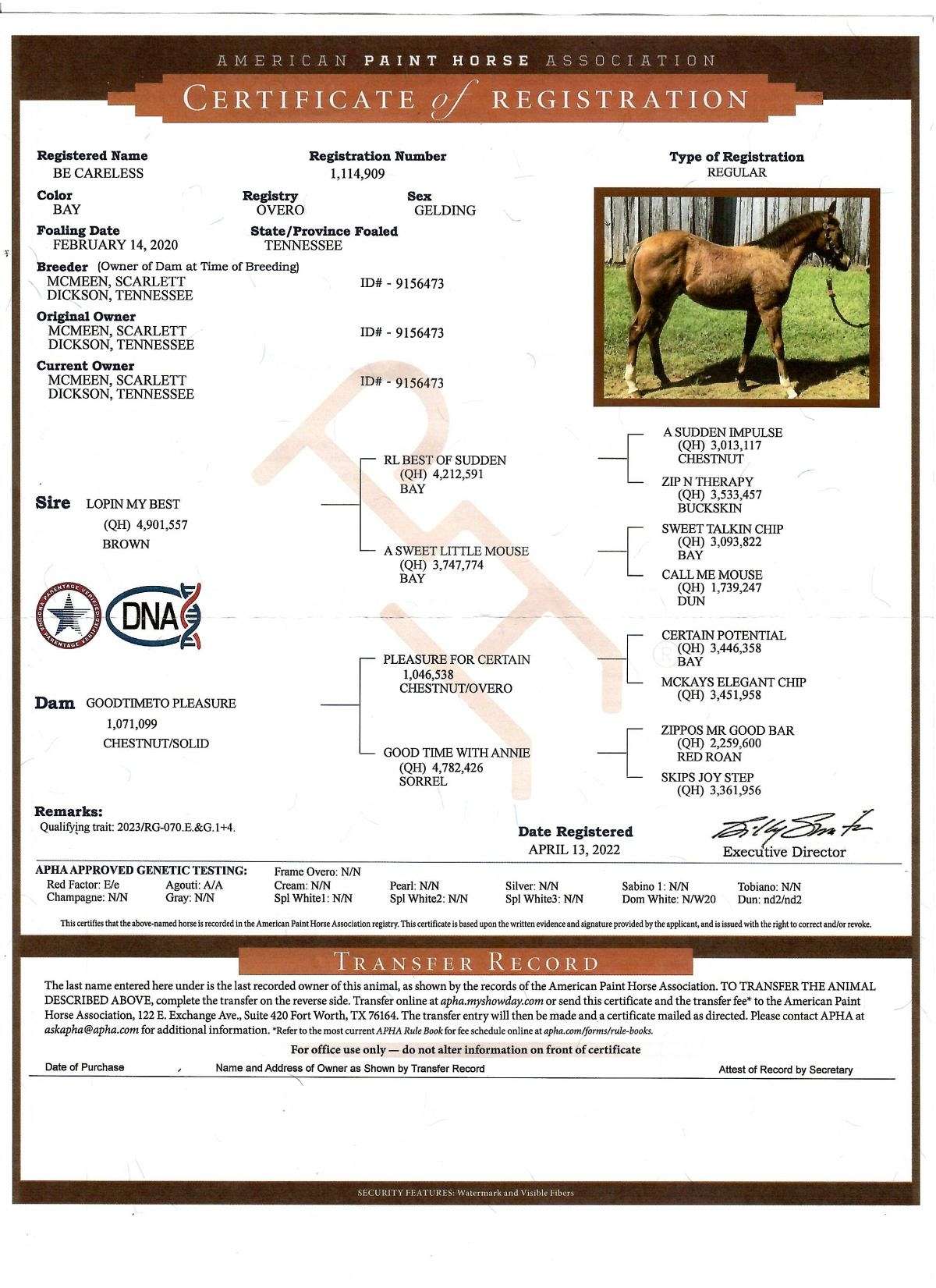 Bilbo - the Definition of Tried & True 5 yo Bay AQHA/APHA Gelding!
