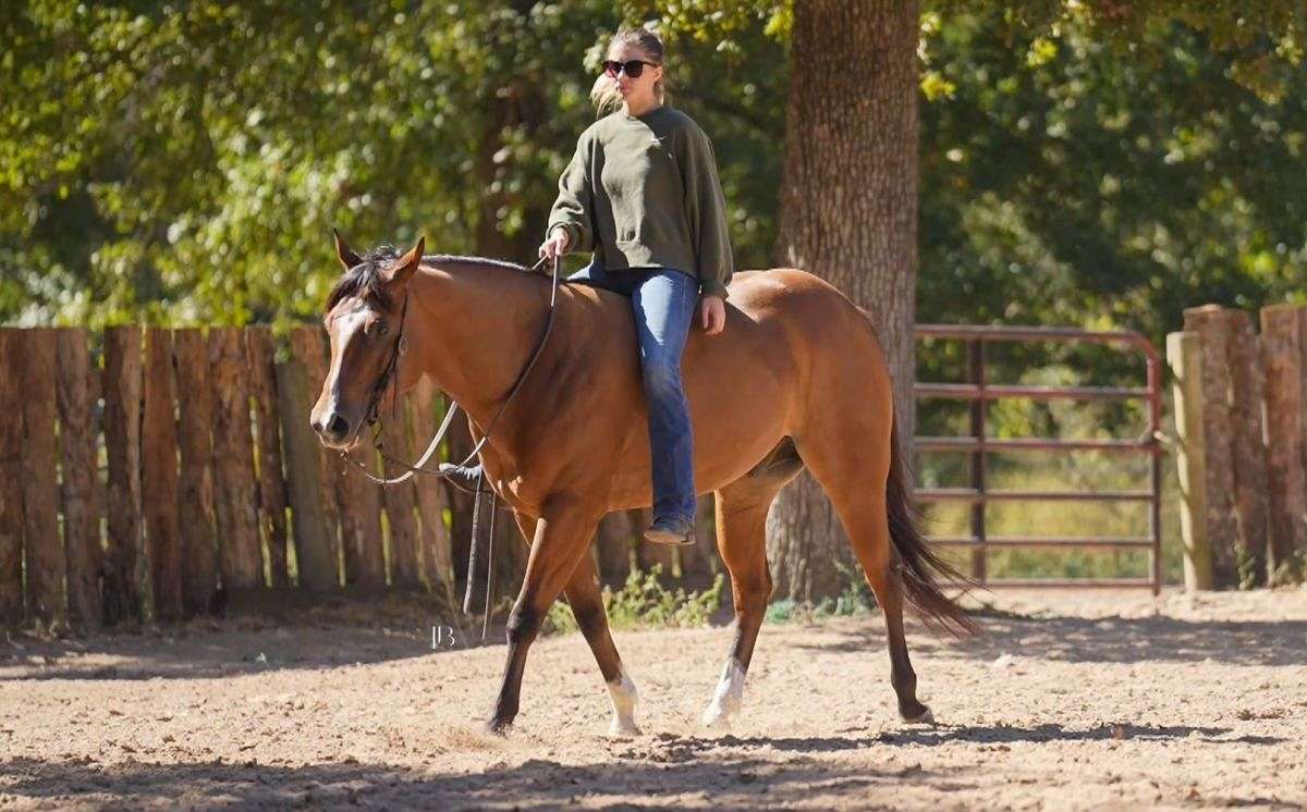 Bilbo - the Definition of Tried & True 5 yo Bay AQHA/APHA Gelding!