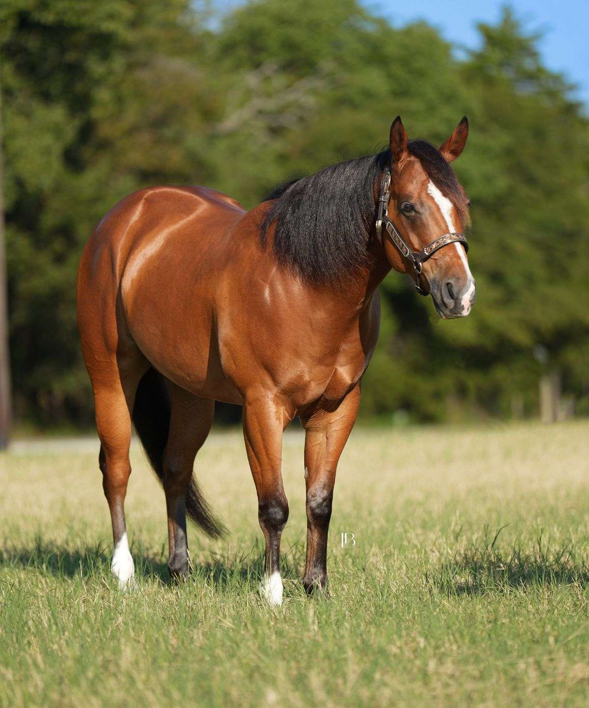 Bilbo - the Definition of Tried & True 5 yo Bay AQHA/APHA Gelding!