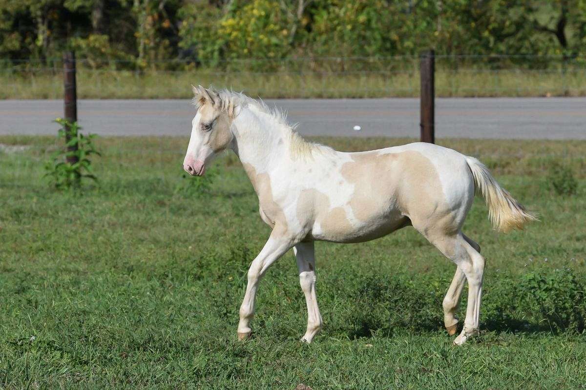 2025 APHA Classic Cream Champagne Tobiano Colt