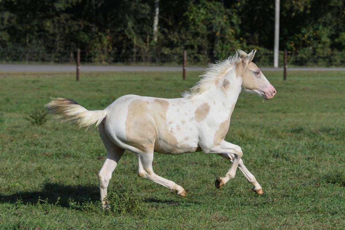2025 APHA Classic Cream Champagne Tobiano Colt