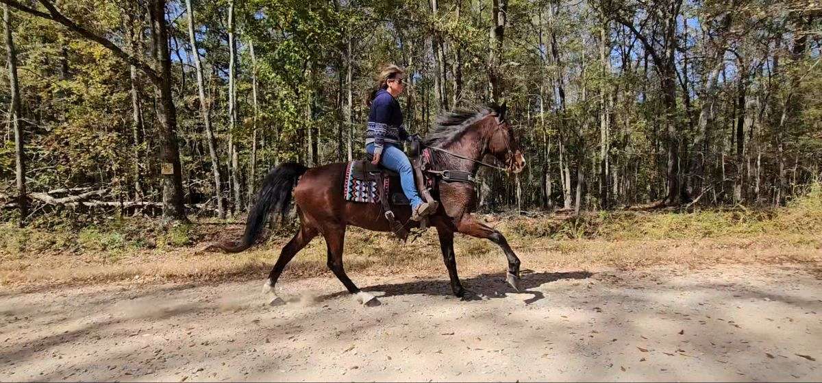 George *Flashy *Gaited * Show Horse *Trail Horse *Bay Horse *Tennessee Walk