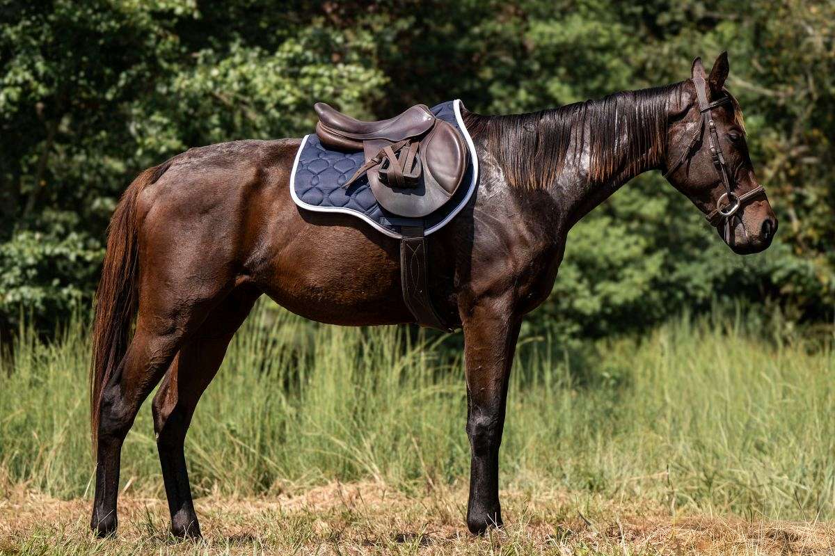 Sweet Mare by Vekoma