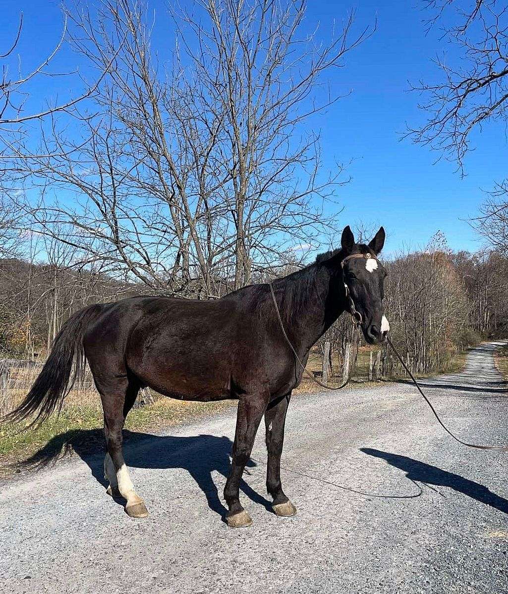 Versatile Draft X Gelding