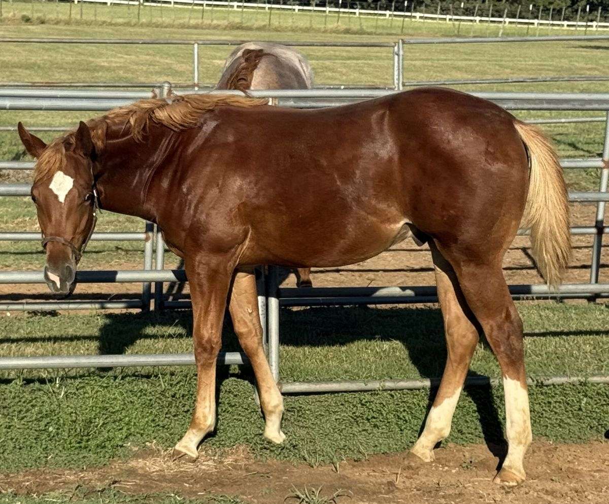 2025 AQHA/APHA All-Around Gelding