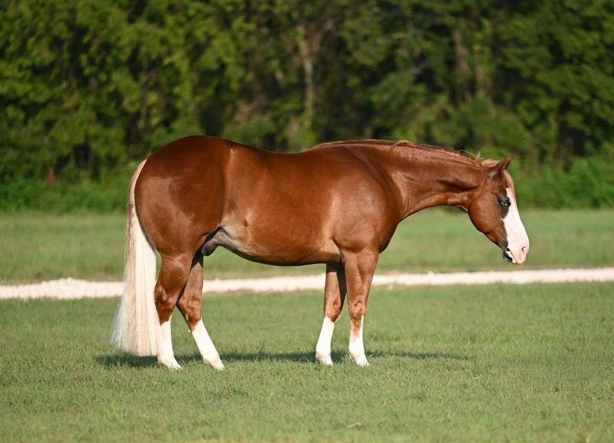 Chubbs - Big, Bold & Beautiful 5 Yr Old Sorrel AQHA/APHA Gelding!