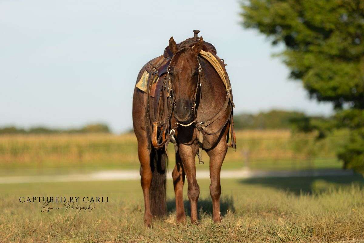 Woodrow Call Ranch Woodrow - Trustworthy Ranch & Roping Horse 4 Yr Old Red Roan AQHA Gelding!
