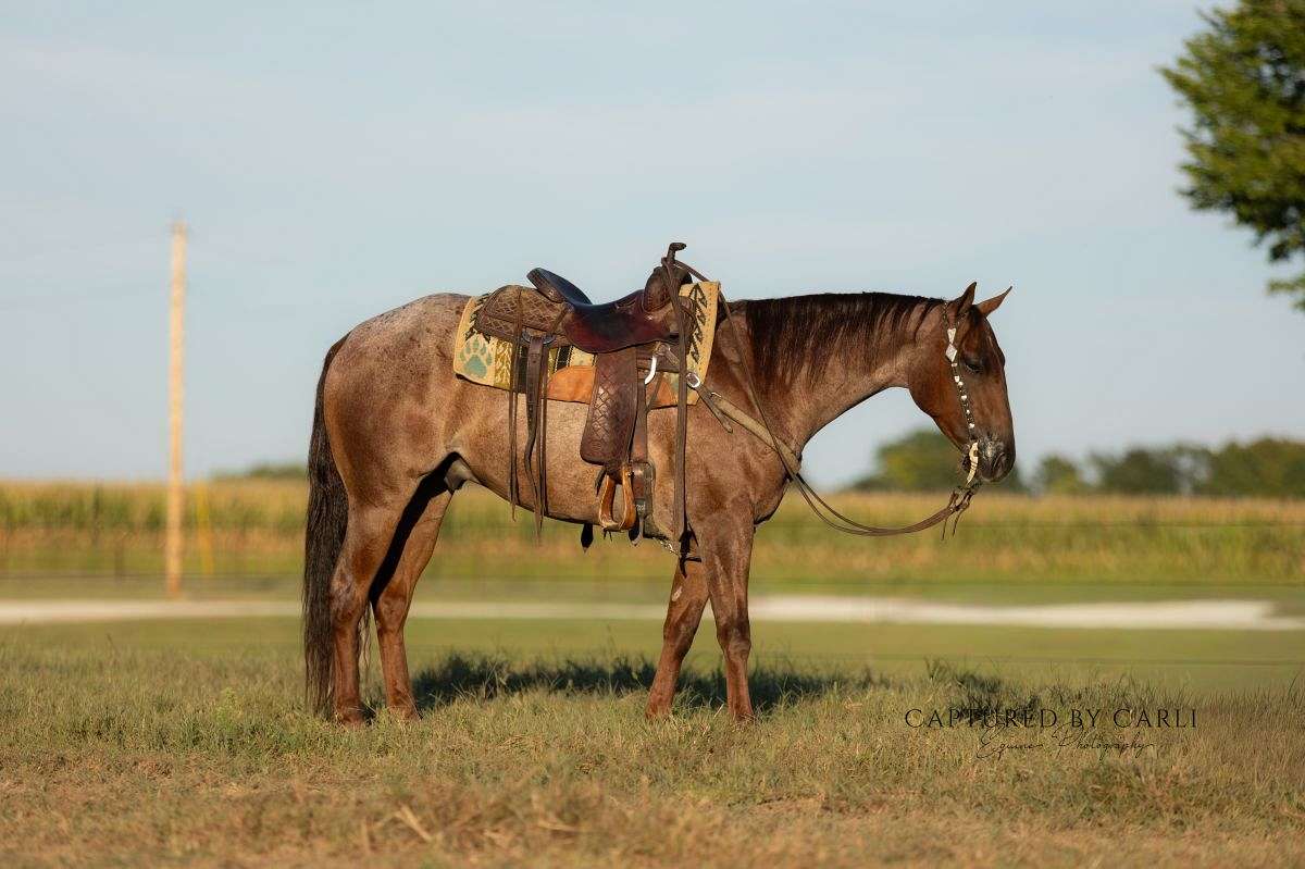 Woodrow Call Ranch Woodrow - Trustworthy Ranch & Roping Horse 4 Yr Old Red Roan AQHA Gelding!