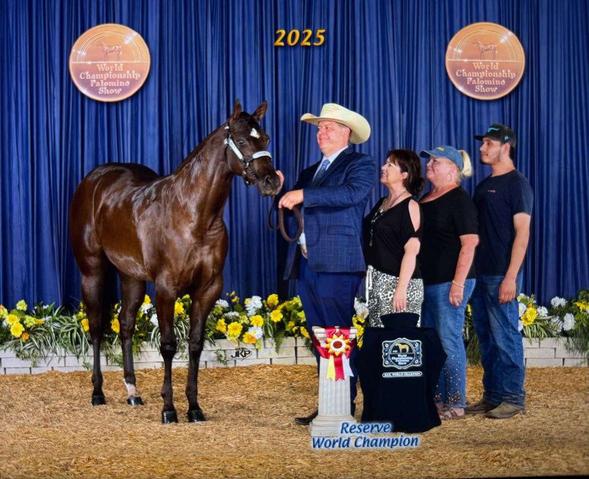 Gorgeous Black AQHA/APHA Reserve World Champion Mare