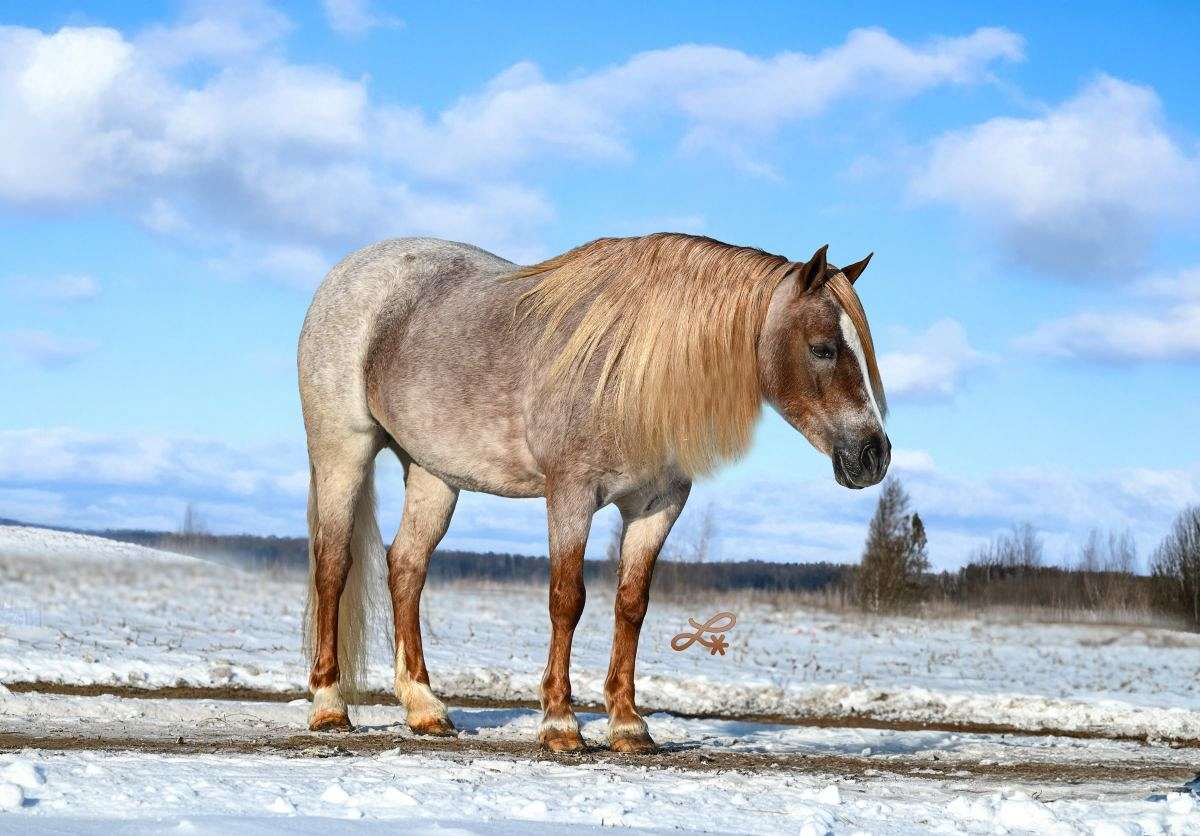 Rosalina - Ranch Pony Deluxe 8 Yr Old Red Roan Pony Mare!