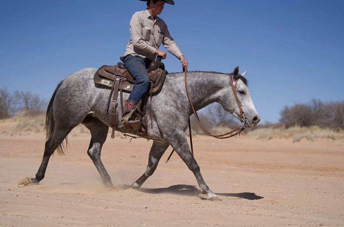Quartered Rodeo Rouge - the Complete Package 6 Yr Old Grey AQHA Mare!