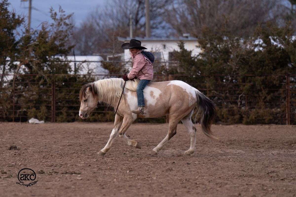 Theodore - Cute, Kind, & Trustworthy 5 Yr Old Buckskin Paint Pony Gelding!